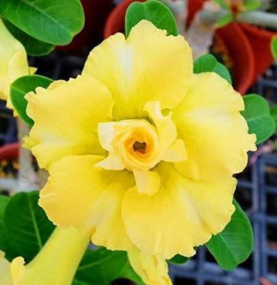 JRYU Adenium Mix Color Hybrid Flower Seed