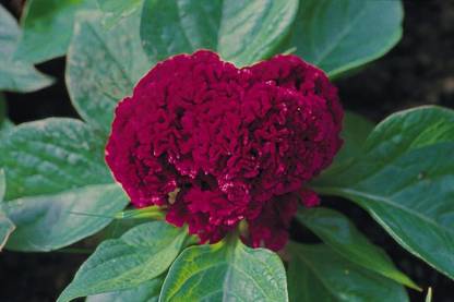 TRICONE Flower Cockscomb Mixed Seeds (Open pollinated) | Sow and Grow Seeds EE312 Seed