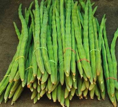 RSLT Drumstick - Moringa Oleifera Seed