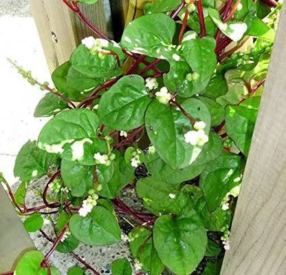 VibeX VVI-55 - Malabar Red Stem Spinach - (750 Seeds) Seed
