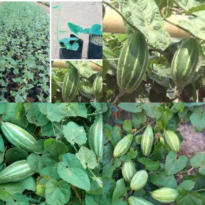 ibains Potol seed desi 50 Seed