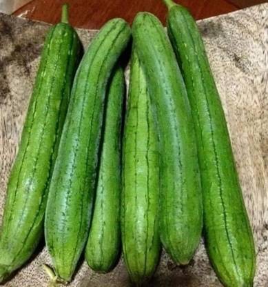 UGRA Smooth Luffa, the sponge gourd Seed