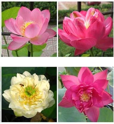 CYBEXIS PUAS-26 - Aquatic Water Lily/Lotus - (30 Seeds) Seed
