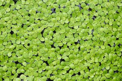 Sunagro Lemna minor Seed