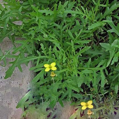 CYBEXIS KGF -88 - Arugula Herb (Eruca Sativa) - (250 Seeds) Seed