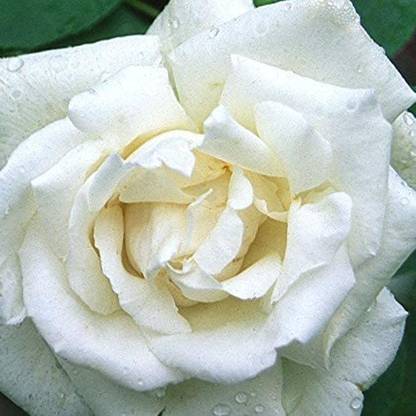 VibeX ® XXL-456 White Rose Seeds Seed