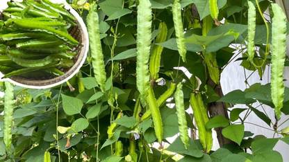 golden hills farm High Yield Green Winged Bean/Goa bean/Manila bean/princess bean/Dragon bean Seed