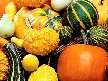 VibeX ® VXI-429 Pumpkin Seed Mix Squash Gourd Mix Seed