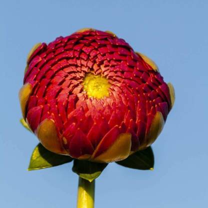 CYBEXIS October Sky Large Flowering Decorative Dahlia Mix Seeds Seed