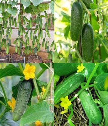 ibains Cucumber seeds chinese Kakari sosa seeds beej 61 Seed