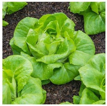 Avysa Lettuce Green (Salad Patta) English Vegetable Seed