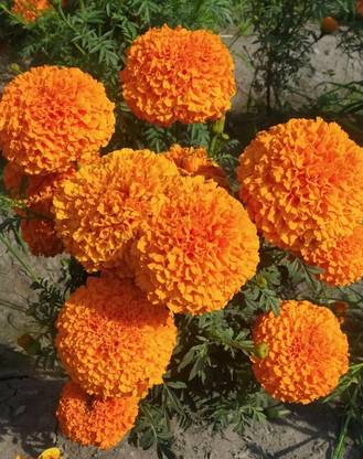 VERTISE African Marigold Seeds - Non-GMO Heirloom Seeds Orange Seed