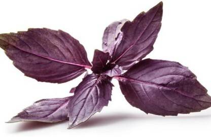 Mozette Organic basil purple herb Seed