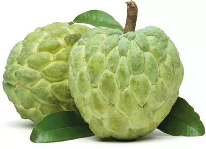 Aro Custard Apple, sitafal, sitaphal Seed