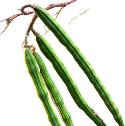 CYBEXIS VVI-38 - The Moringa Tree - (150 Seeds) Seed