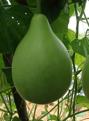 UGRA Round Bottle Gourd, Ghiya Seed