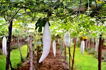 CHILLATAI Snake Gourd / Potlakaya / Padavala Kayi Seed