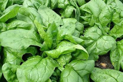 BDSresolve Palak seeds for home gardening PACK OF 210 Seed