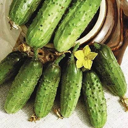 WHYGI Cucumber Parisian Gherkin Pickling Heirloom Non GMO-CuC_145 Seed