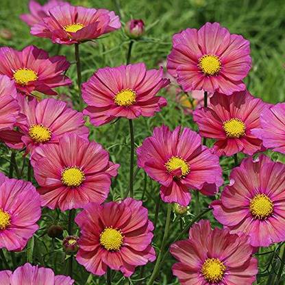 ZIXA Cosmos Xsenia Seed