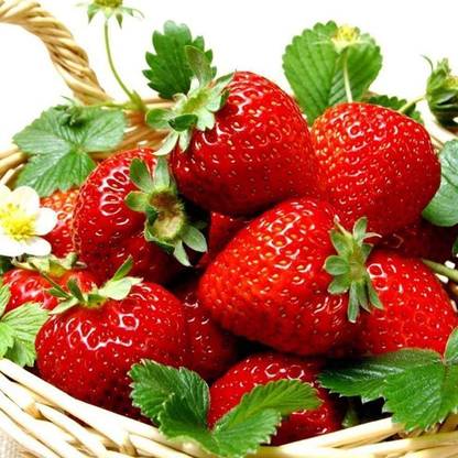 CYBEXIS Fast Germination Sweet Strawberry Seeds-50 Seeds Seed