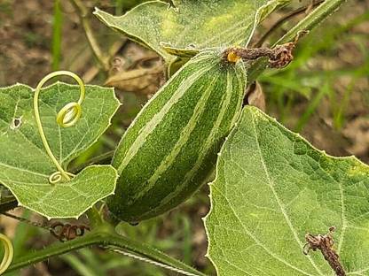 VibeX Pointed gourd Seeds,Parwal,Parval[50 Gms, 250 Seeds] Seed