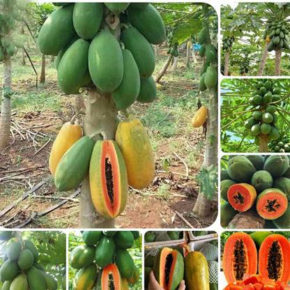 SeeGreen Hybrid Taiwan Red Lady Papaya Seeds For Home Garden 100% High Germination Seed