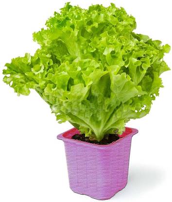 Aywal Green Lettuce (Salad patta) Seed