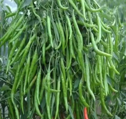 Mirch Hybrid chilli vagitable seeds 10g Seed
