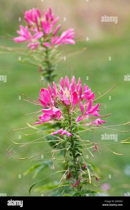 Mozette Cleome spinosa mix Seed