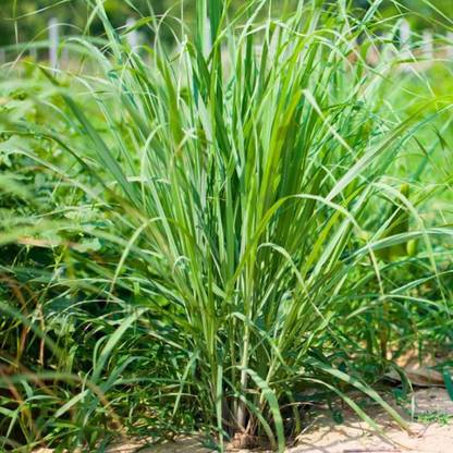 XYGEN लेमन ग्रास/Lemon grass (Cymbopogon citratus) Seed