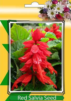 CYBEXIS Flower - Salvia Blaze of Fire Seed