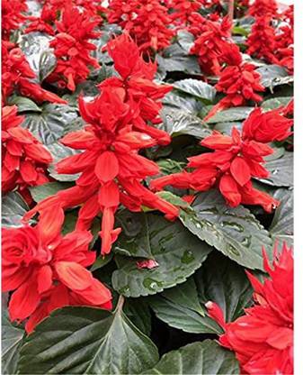 VINSEE Salvia Vista Red Salvia Seed