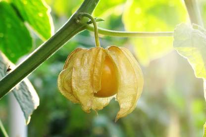 QALANDAR Ground Cherry, Orange Golden Berry Seed