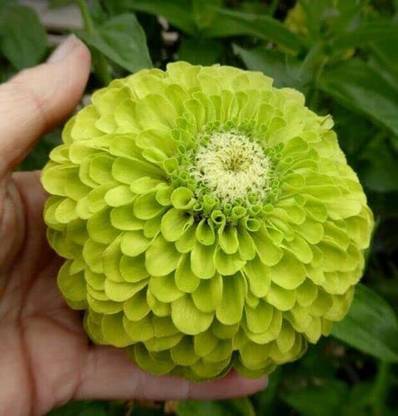 CYBEXIS Green Zinnia Flower Seeds Seed