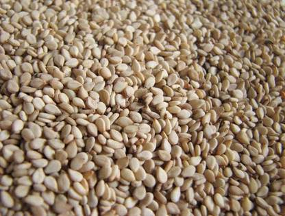 COCTA Sesame SESAMUM SEEDS, OIL SEEDS AND OLEAGINOUS FRUITS Seed