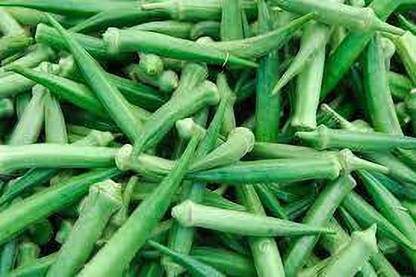 greenfarm Okra seeds , bhindi seeds Ladyfinger pure organic (180 seeds) h134 Seed