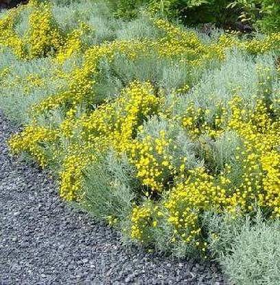 CYBEXIS GBPUT-10 - Lavender Cotton Santolina - (2250 Seeds) Seed