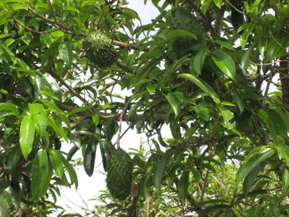 ASPEN Lakshman Phal Live Plant | Soursop | Mull Seetha Healthy Live Plant | Not a Seed
