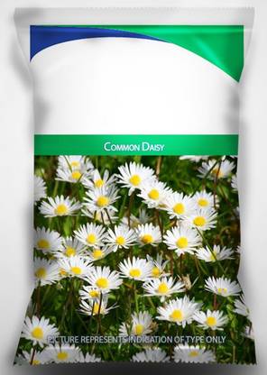VibeX LX-98 - F1 Common Daisy Flower - (180 Seeds) Seed
