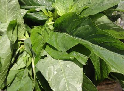 WILLVINE HUA-350 Jamaican CALLALOO SEEDS, (Edible Amaranth) Seed