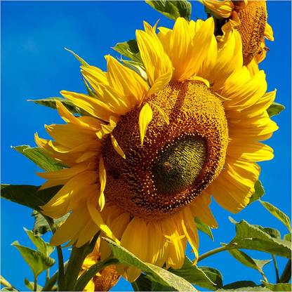 VibeX ® VMR-53 Large Mammoth Grey Stripe Sunflower Seed