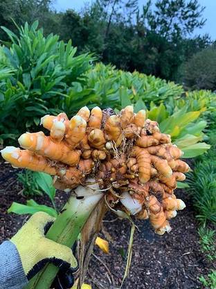 BDSresolve Aromatic Turmeric/haldi Plant Rhizomes for Planting Seed