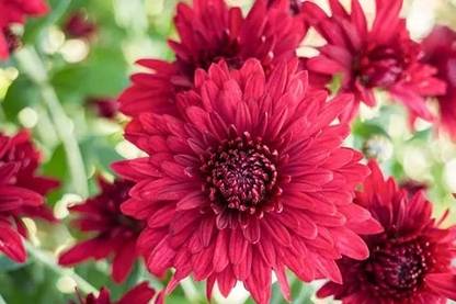 Liance Chrysanthemum Flower(Cushion) Seed