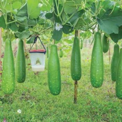 BDSresolve Desi Bottle gourd seeds PACK OF 69 Seed