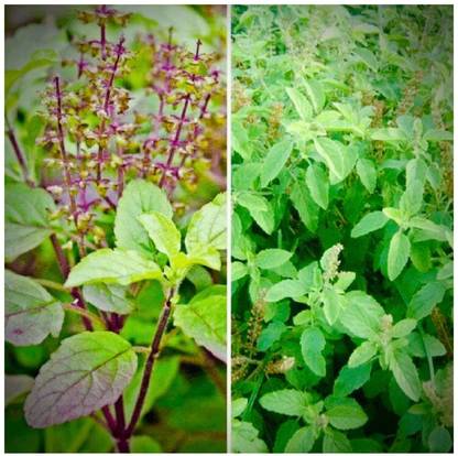 SEEDSART Green - Gorgeous - Tulsi Seeds " SEEDSART Tulsi " Organic 100 Seeds , g954 Seed