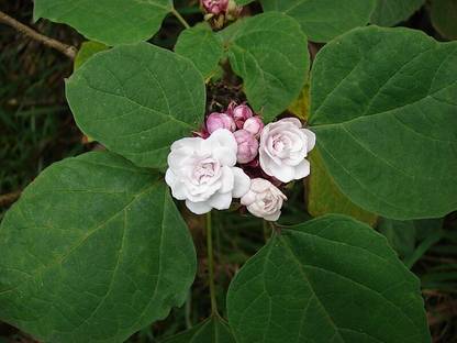 ASPEN Mysore Malli | Sendu Malli Flowering Plant | Not a Seed