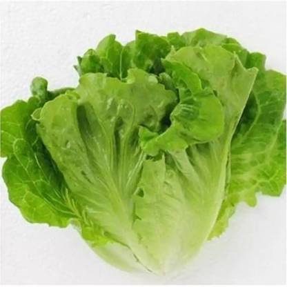 VIATION High Quality Fresh Iceberg Lettuce Seed