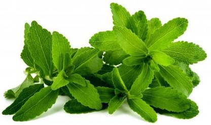 Saurus Stevia rebaudiana - Sweet Leaf Seed