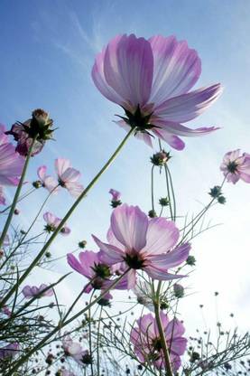VibeX PUAS-43 - Cosmos DOUBLE CLICK MIX shades - (90 Seeds) Seed